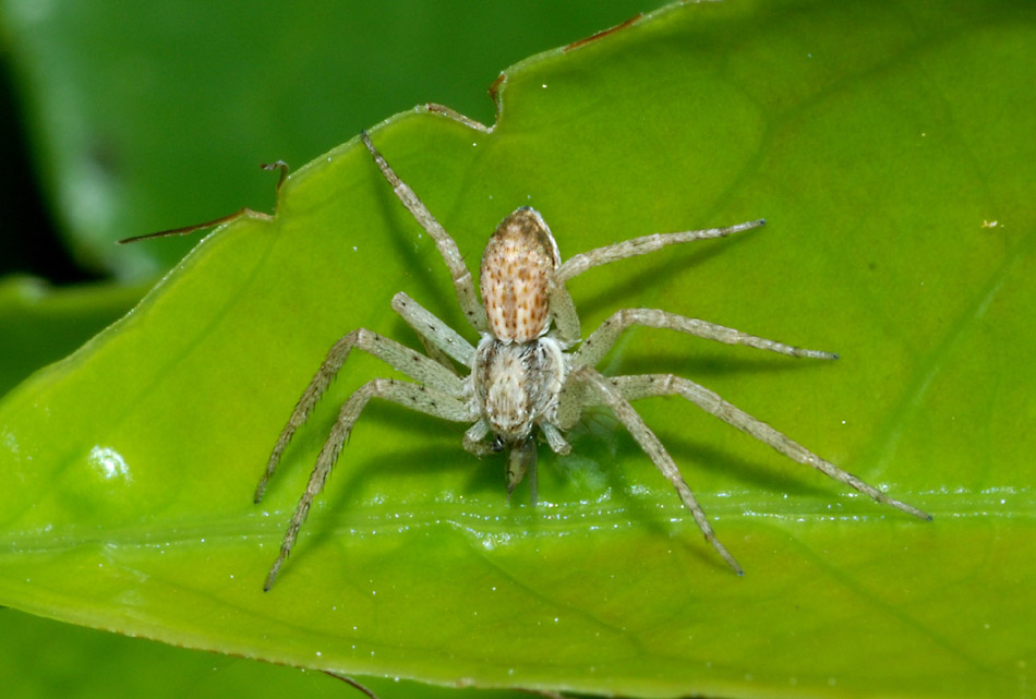 Philodromus sp.; Zilla diodia